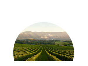  VIC Wine Regions icon